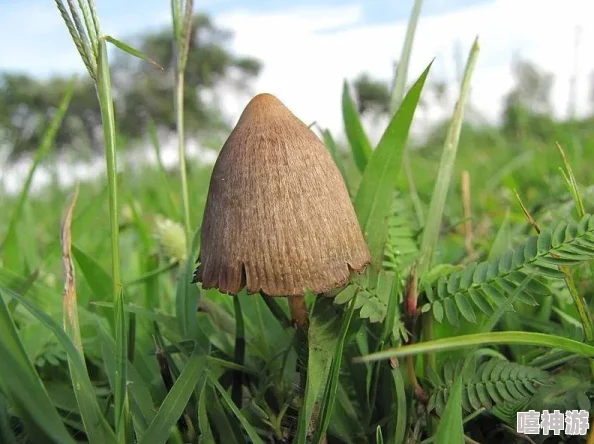 怪物猎人系列中神秘真菌生物——风菇的深度解析